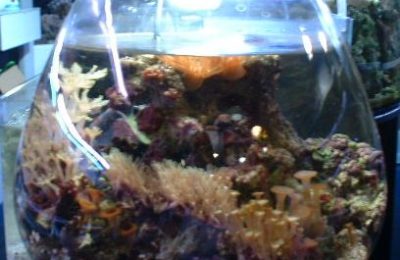L'acquario di Davide