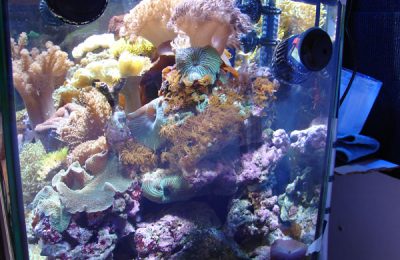 L'acquario di Augusto P.