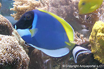 Pesce marino Acanthurus leucosternon