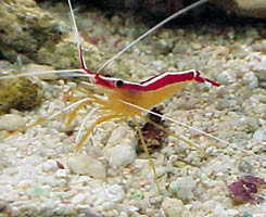 gamberetti Amboinensis