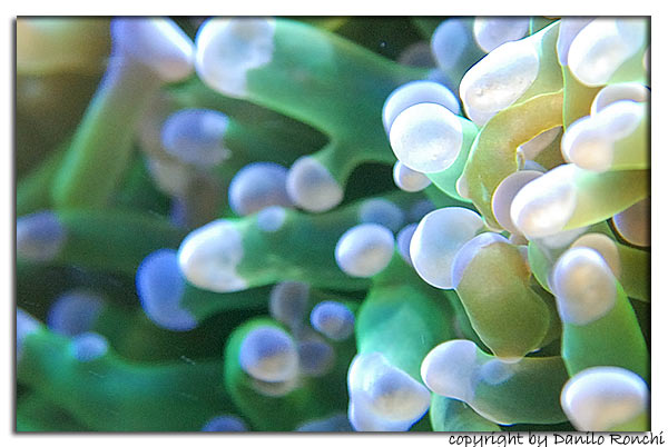 L'alimentazione dei Coralli Euphyllia