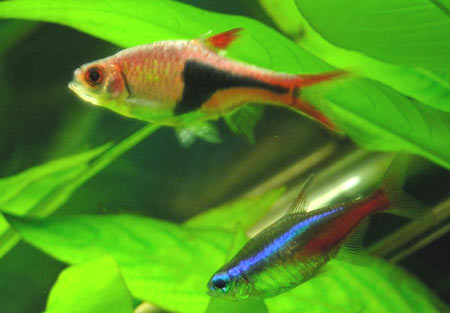 Pesce dolce Rasbora heteromorpha