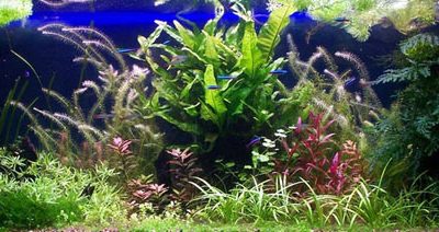 L'acquario di Vescovi Matteo