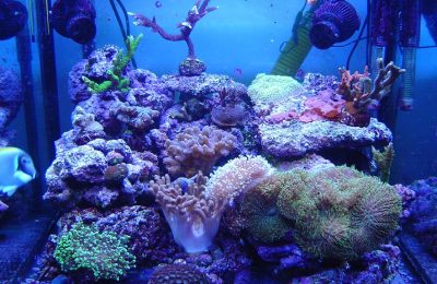 L'acquario di Francesco D'Angelo