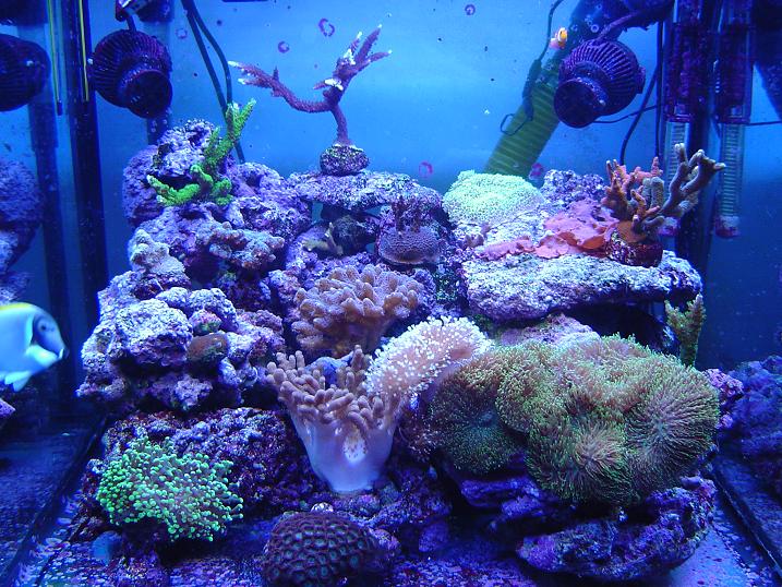 L'acquario di Francesco D'Angelo L'acquario di Francesco D'Angelo