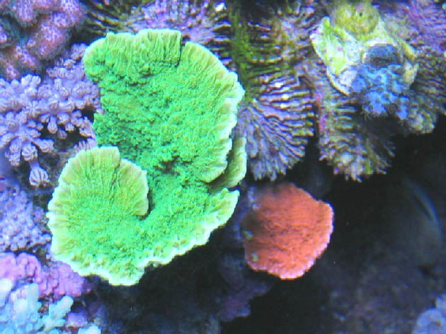 FAQ invertebrati marini Montipora foliosa