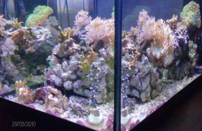 L'acquario di Luca Bigoni