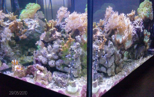 L'acquario di Luca Bigoni