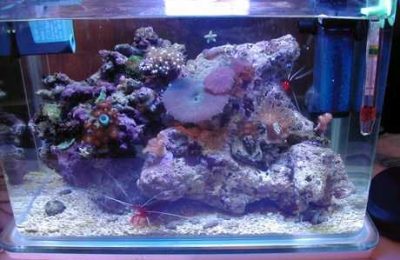 L'acquario di Simona