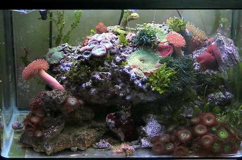 L'acquario di Netproweler