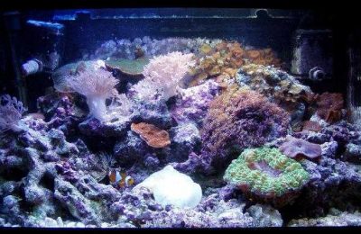 L'acquario di Claudio