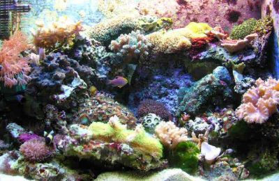 L'acquario di Simone