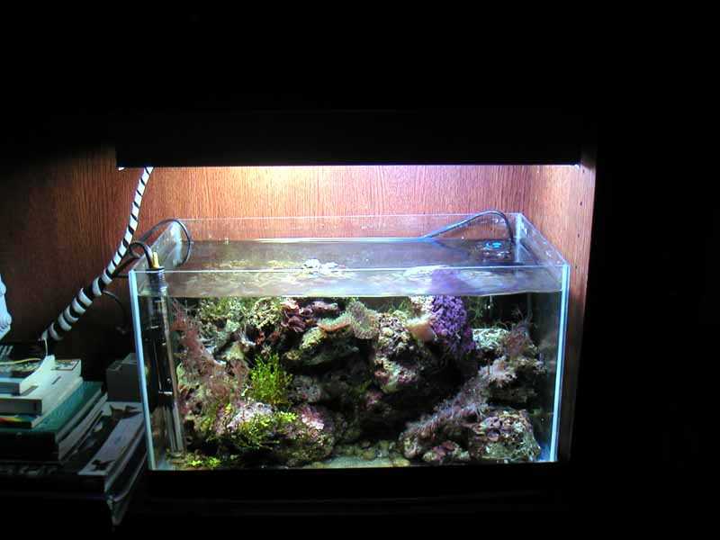 L'acquario di Pietropaoli L'acquario di Pietropaoli