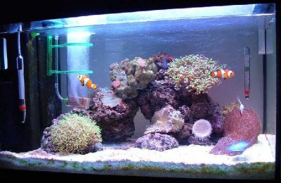 L'acquario di Daniele