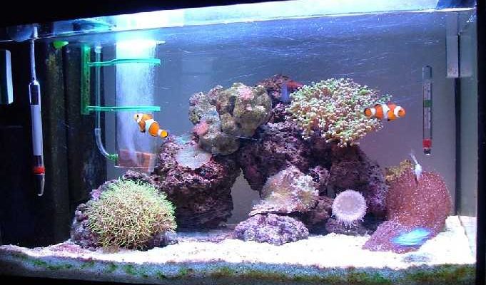 L'acquario di Daniele
