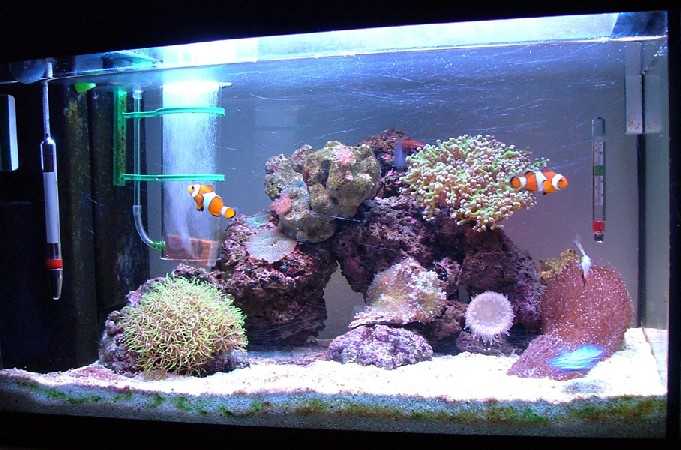 L'acquario di Daniele L'acquario di Daniele