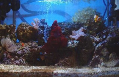 L'acquario di Ostiasurfer