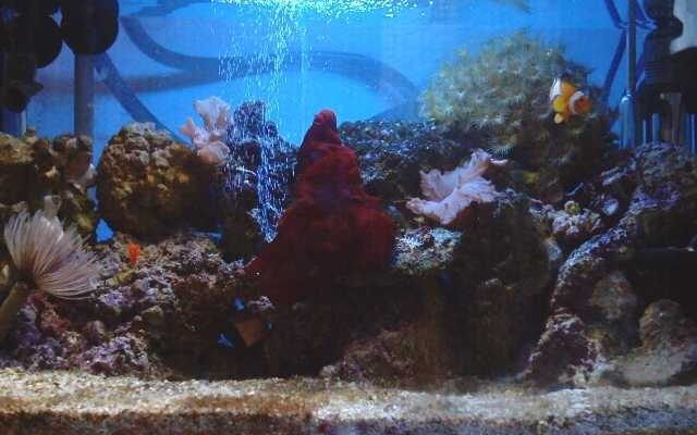 L'acquario di Ostiasurfer