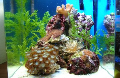 L'acquario di Barbapapa