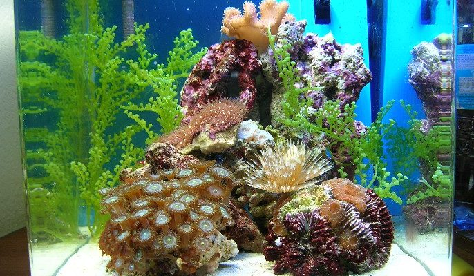 L'acquario di Barbapapa