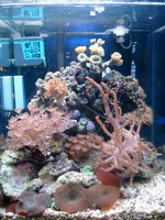 L'acquario di MauriDJ L'acquario di MauriDJ