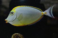 Pesce marino Naso lituratus