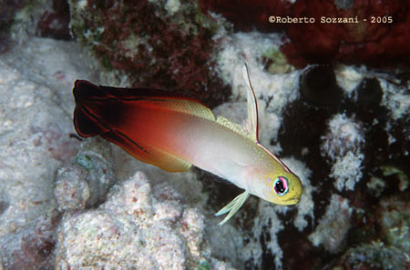 pesce tropicale in acquario marino