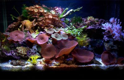 L'acquario di Stefano Braccini