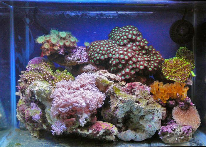 L'acquario di Rocco Trono