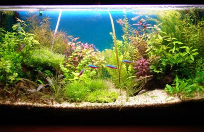 L'acquario di Daniela di Brigida