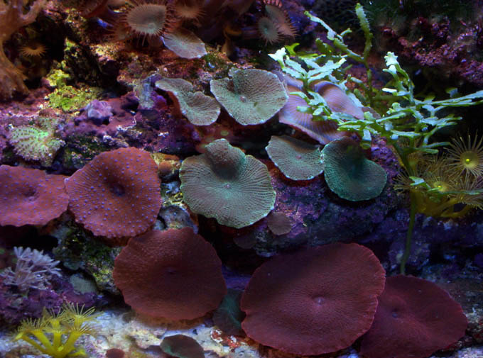 L'acquario di Stefano Braccini