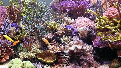 L'acquario di Gabriele Calcagna