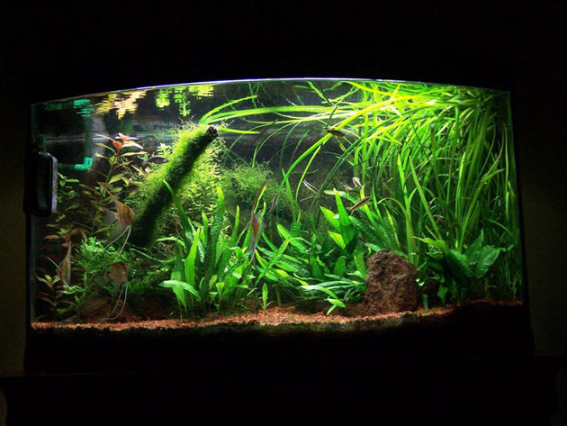 L'acquario di Alessandro Cicchella