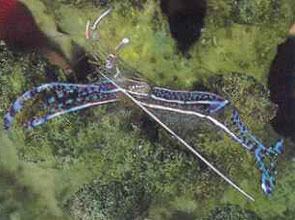 gamberetti Periclimenses