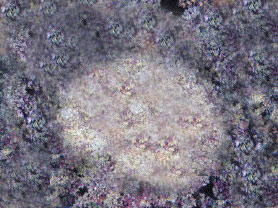 anemoni Phyllodiscus