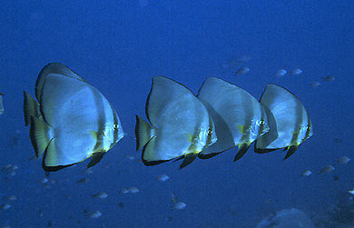 platax in acquario acqua salata