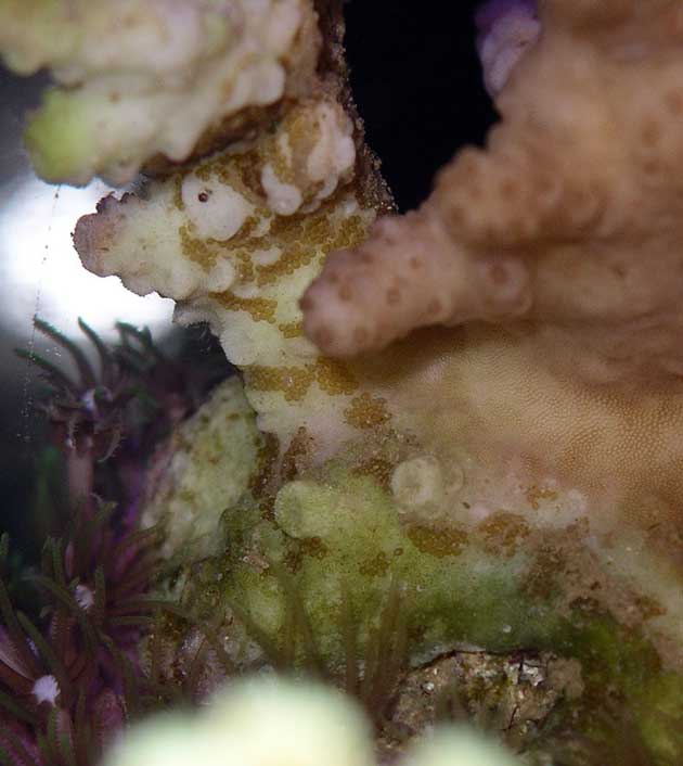 turbellarie uova turbellarie uova