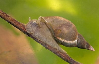 Lymnaea stagnalis lumache dannose in acquario