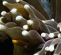 anemoni tentacoli