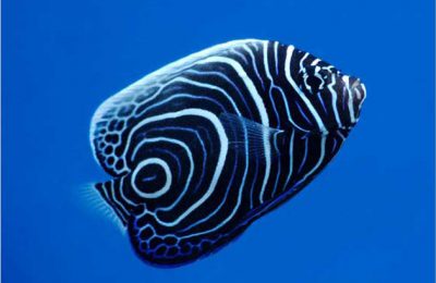 FAQ pesci marini Pomacanthus imperator
