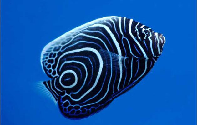 FAQ pesci marini Pomacanthus imperator