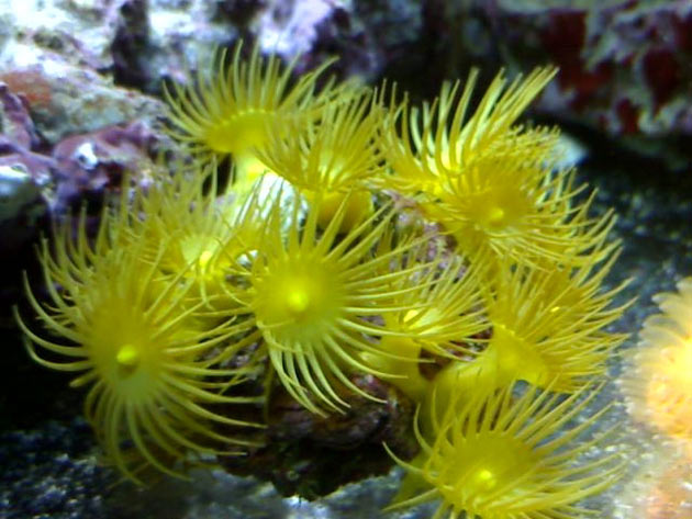 FAQ invertebrati marini Protopalythoa