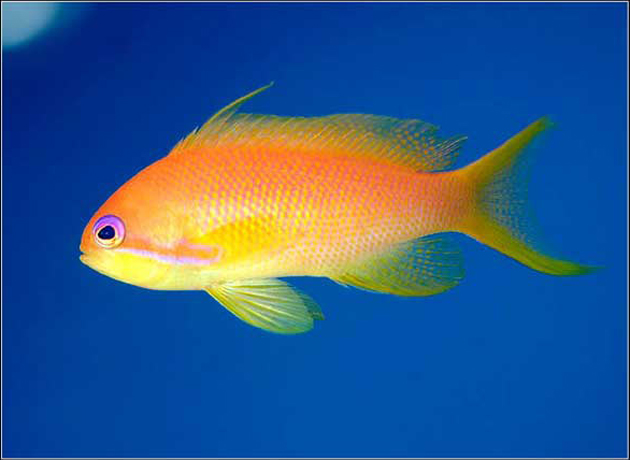 Pesce marino Pseudanthias squamipinnis