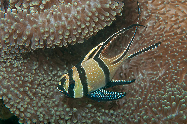 Cardinale di Banggai Pterapogon kauderni Pesce marino Cardinale di Banggai Pterapogon kauderni