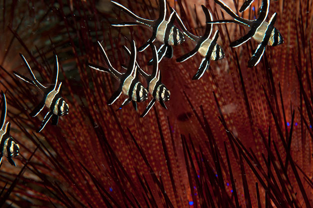 Cardinale di Banggai Pterapogon kauderni Pesce marino Cardinale di Banggai Pterapogon kauderni