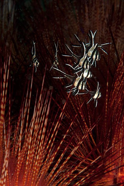 Cardinale di Banggai Pterapogon kauderni Pesce marino Cardinale di Banggai Pterapogon kauderni