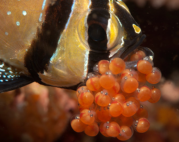 Pesce marino Cardinale di Banggai Pterapogon kauderni