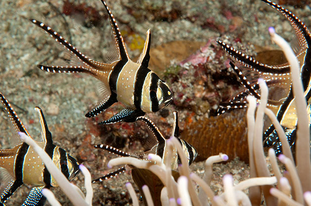 Cardinale di Banggai Pterapogon kauderni Pesce marino Cardinale di Banggai Pterapogon kauderni