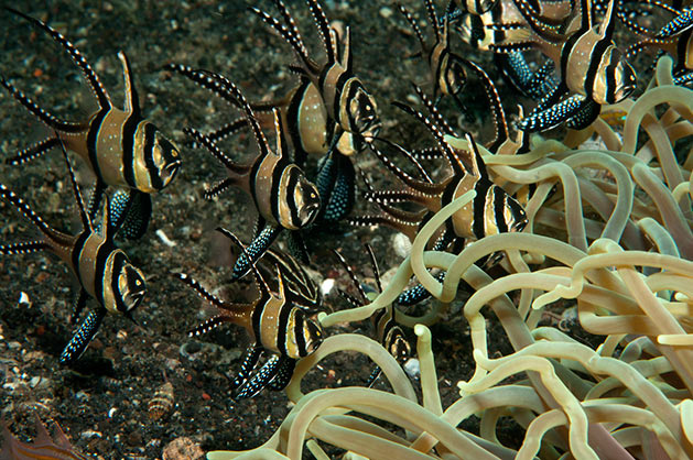 Cardinale di Banggai Pterapogon kauderni Pesce marino Cardinale di Banggai Pterapogon kauderni
