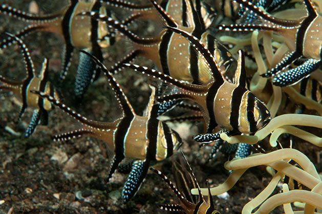 Pesce marino Cardinale di Banggai Pterapogon kauderni